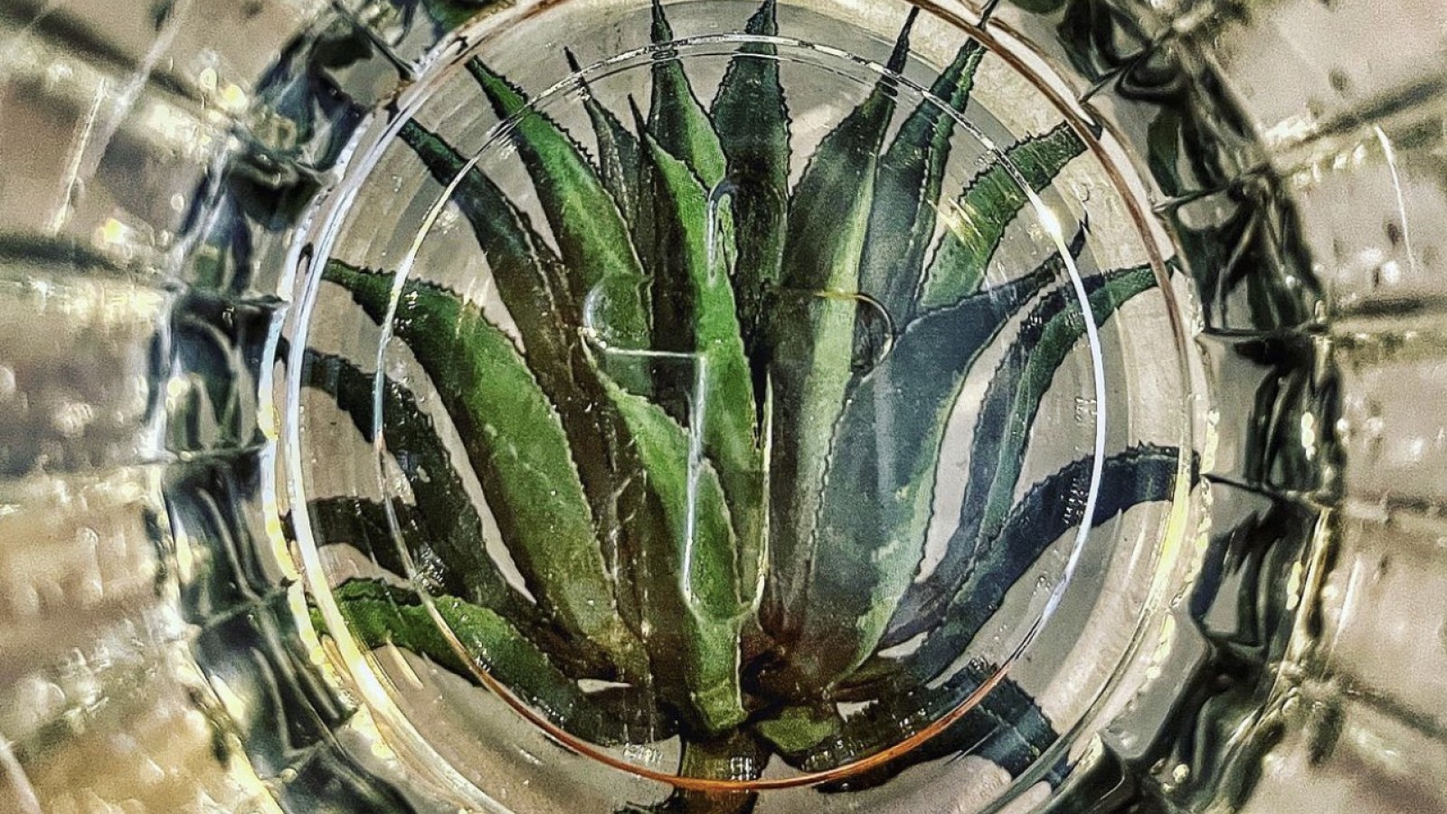 ΤΙ ΕΙΝΑΙ ΤΟ MEZCAL ΚΑΙ ΣΕ ΤΙ ΔΙΑΦΕΡΕΙ ΑΠΟ ΤΗΝ ΤΕΚΙΛΑ;