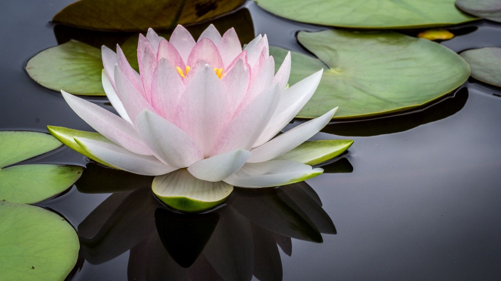 LOTUS POSE Ή ΣΤΑΣΗ ΤΟΥ ΛΩΤΟΥ